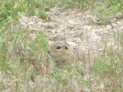 Image of Merriam's Ground Squirrel