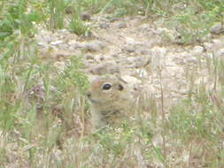 صورة Urocitellus canus (Merriam 1898)