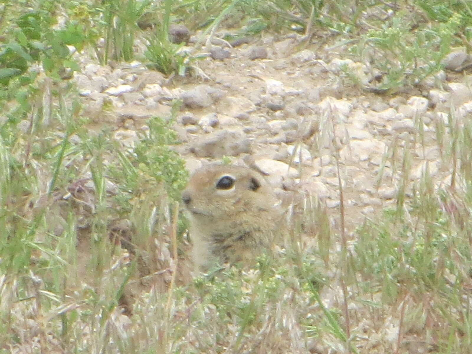 Image of Merriam's Ground Squirrel