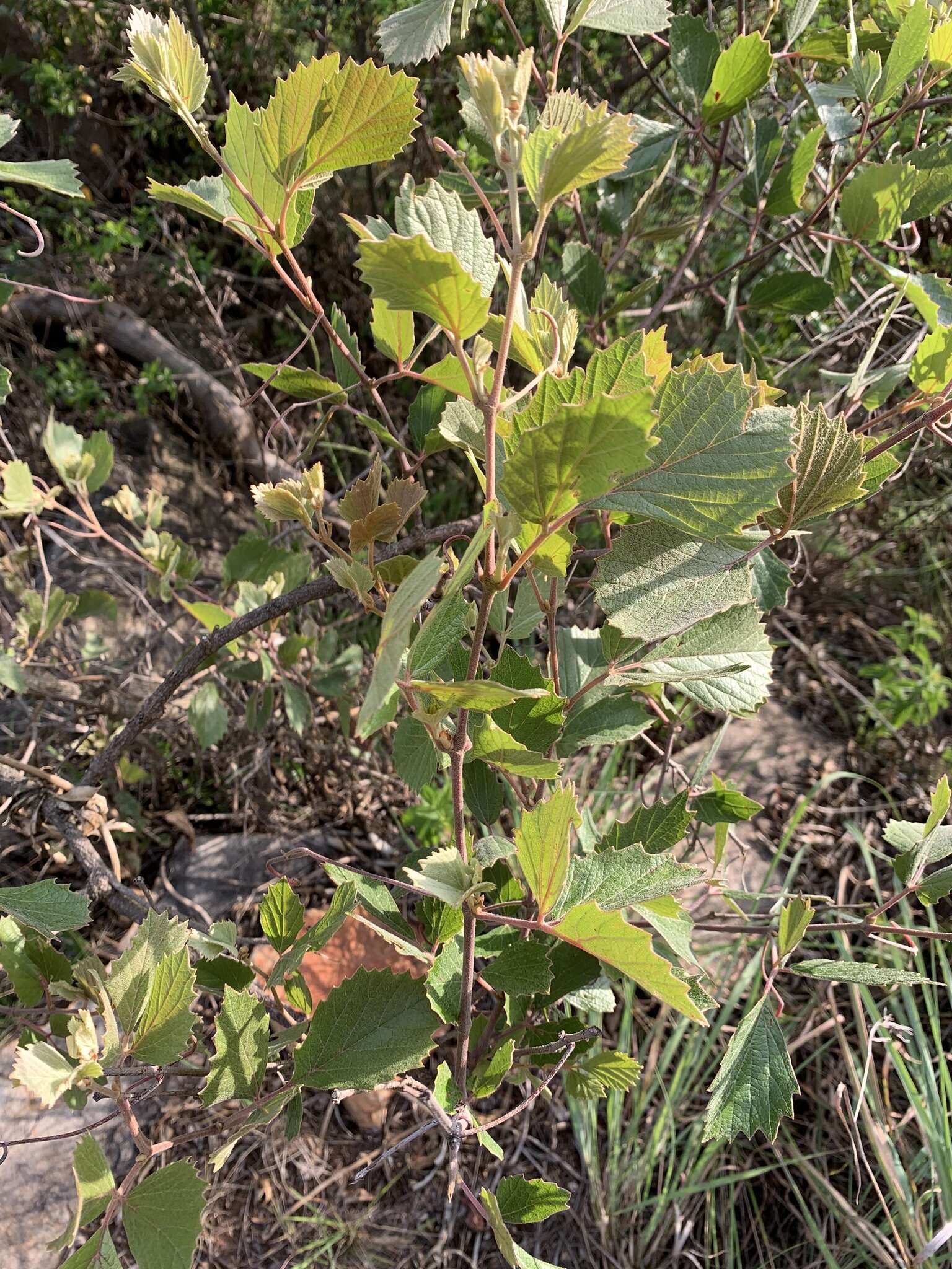 Image de Rhoicissus tridentata subsp. cuneifolia (Eckl. & Zeyh.) N. R. Urton