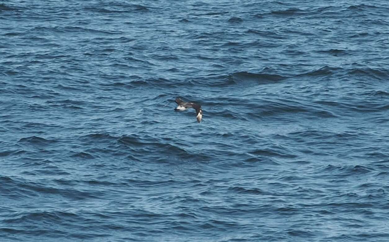 Image of Pomarine Jaeger