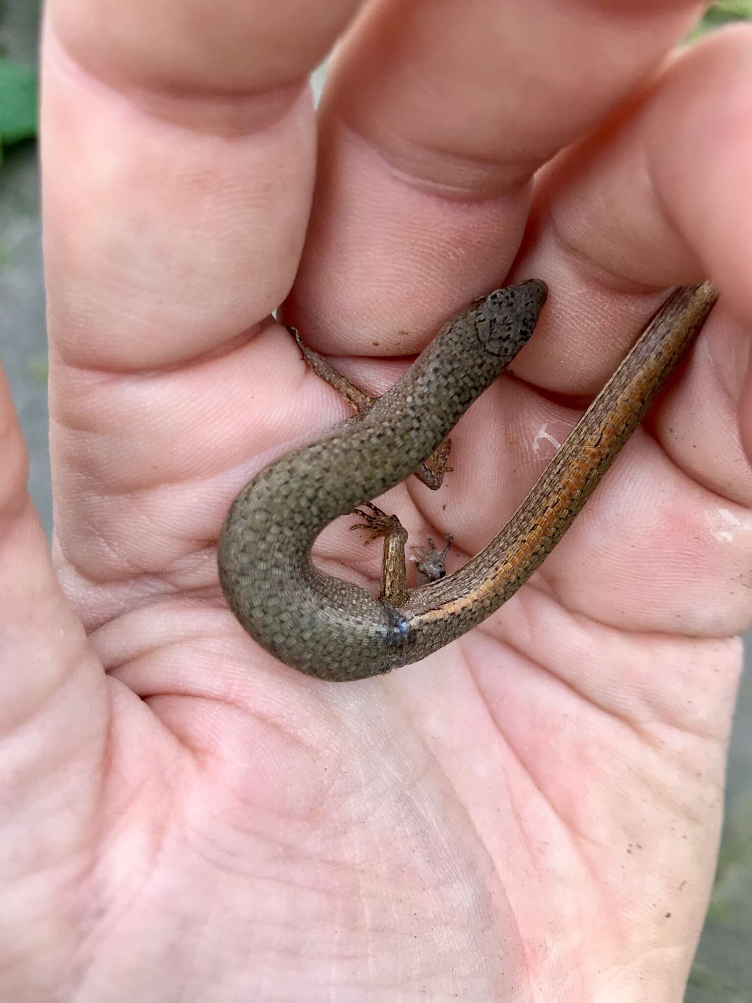 Image of Southern Weasel Skink