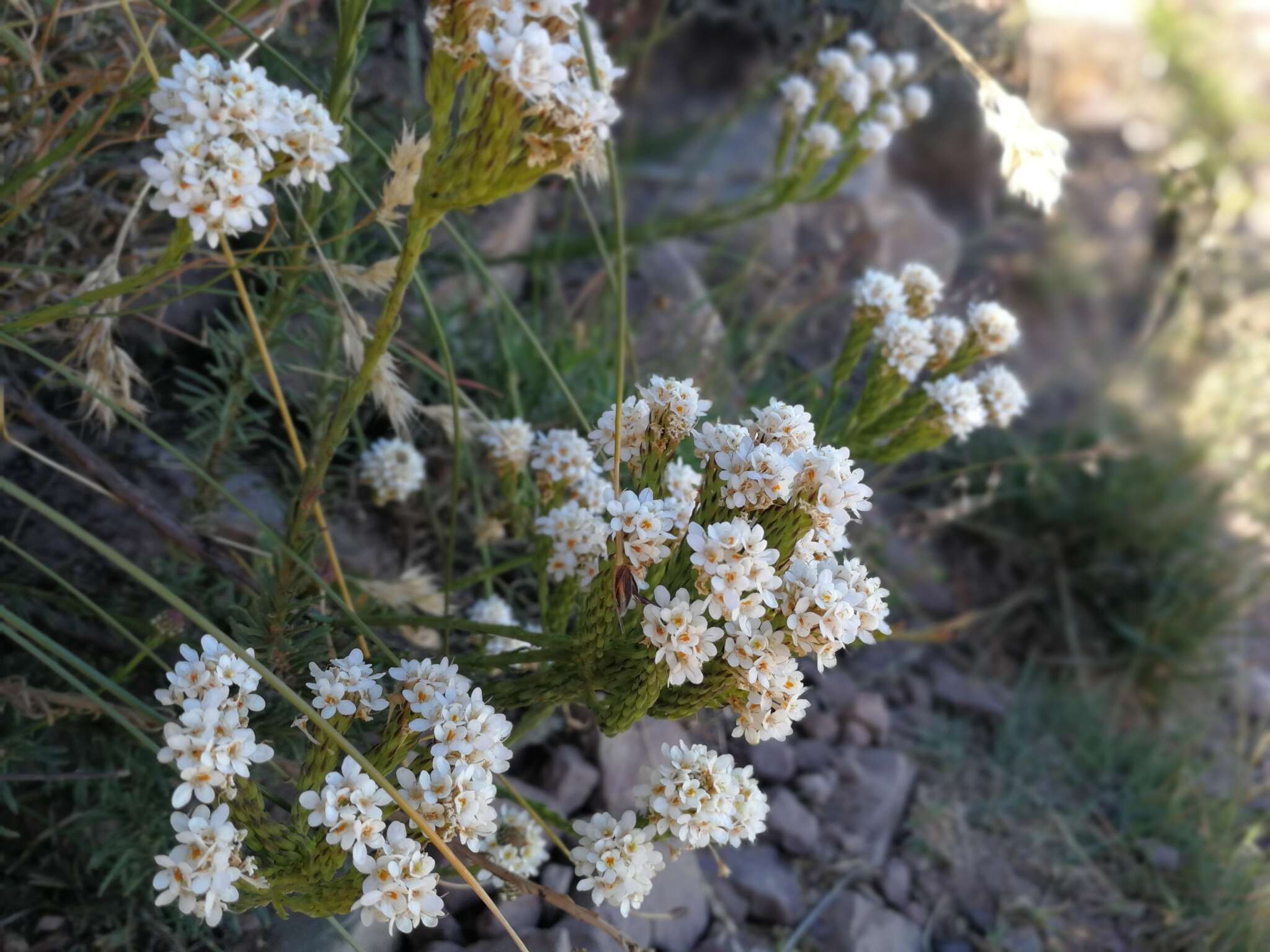 Image de Pseudoselago gracilis O. M. Hilliard