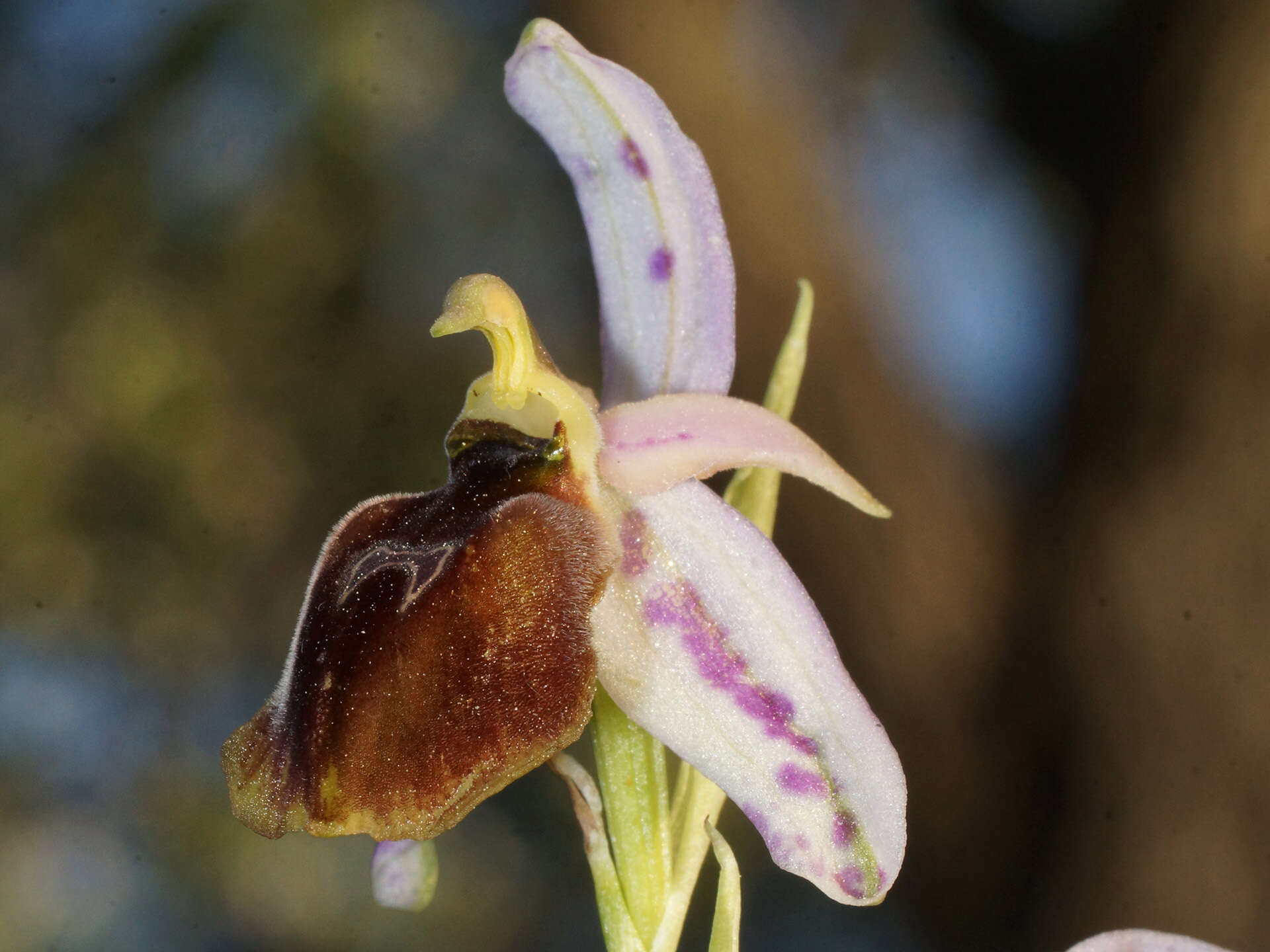 Image of Ophrys argolica subsp. lesbis (Gölz & H. R. Reinhard) H. A. Pedersen & Faurh.