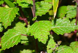 Imagem de <i>Coleus australis</i>