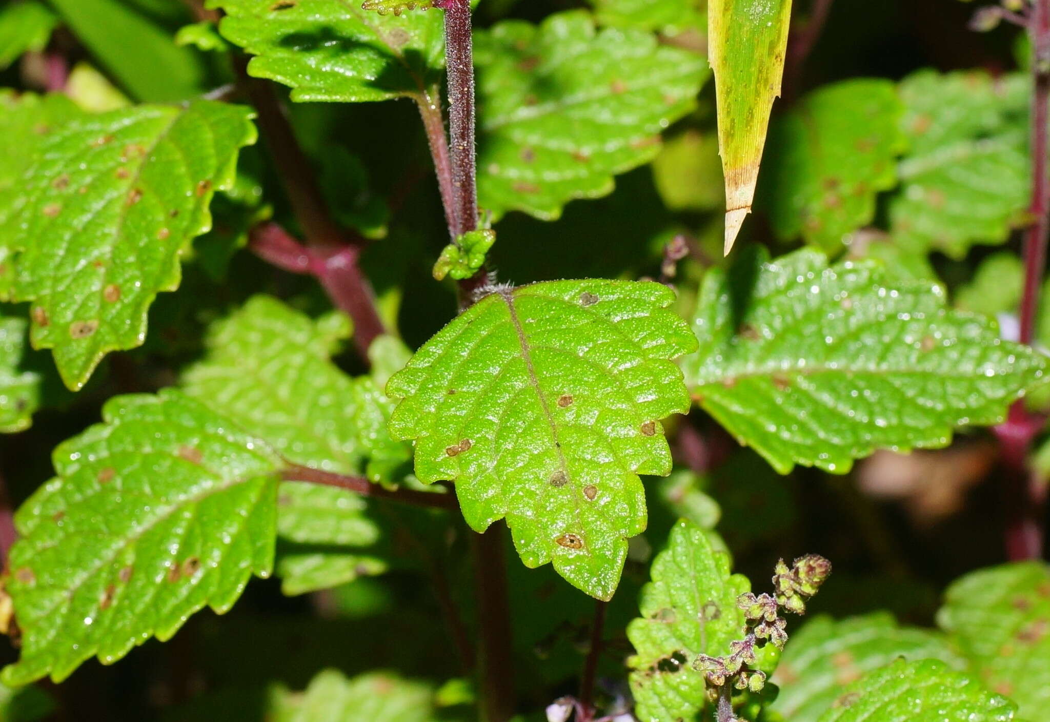 صورة <i>Coleus australis</i>