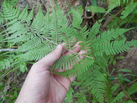 Image of Lady-fern