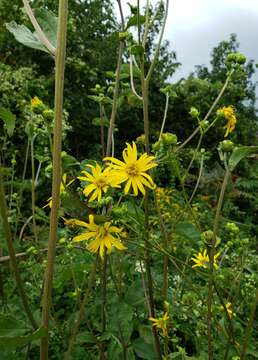 Image de Silphium asteriscus var. latifolium (A. Gray) J. A. Clevinger