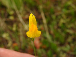 Image of ballast toadflax