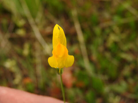 Image of ballast toadflax