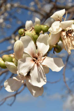 Image of Ceiba glaziovii (Kuntze) K. Schum.