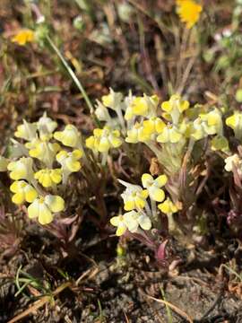 Image de Castilleja campestris subsp. campestris