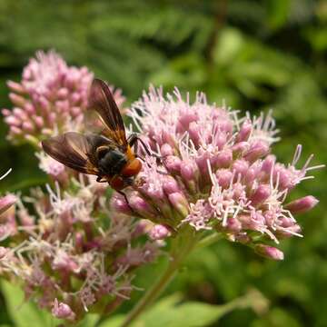 Image of Phasia hemiptera (Fabricius 1794)