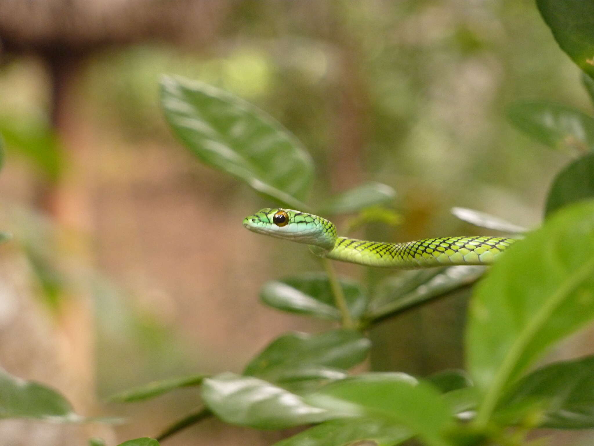 Image of Leptophis ahaetulla nigromarginatus (Günther 1866)