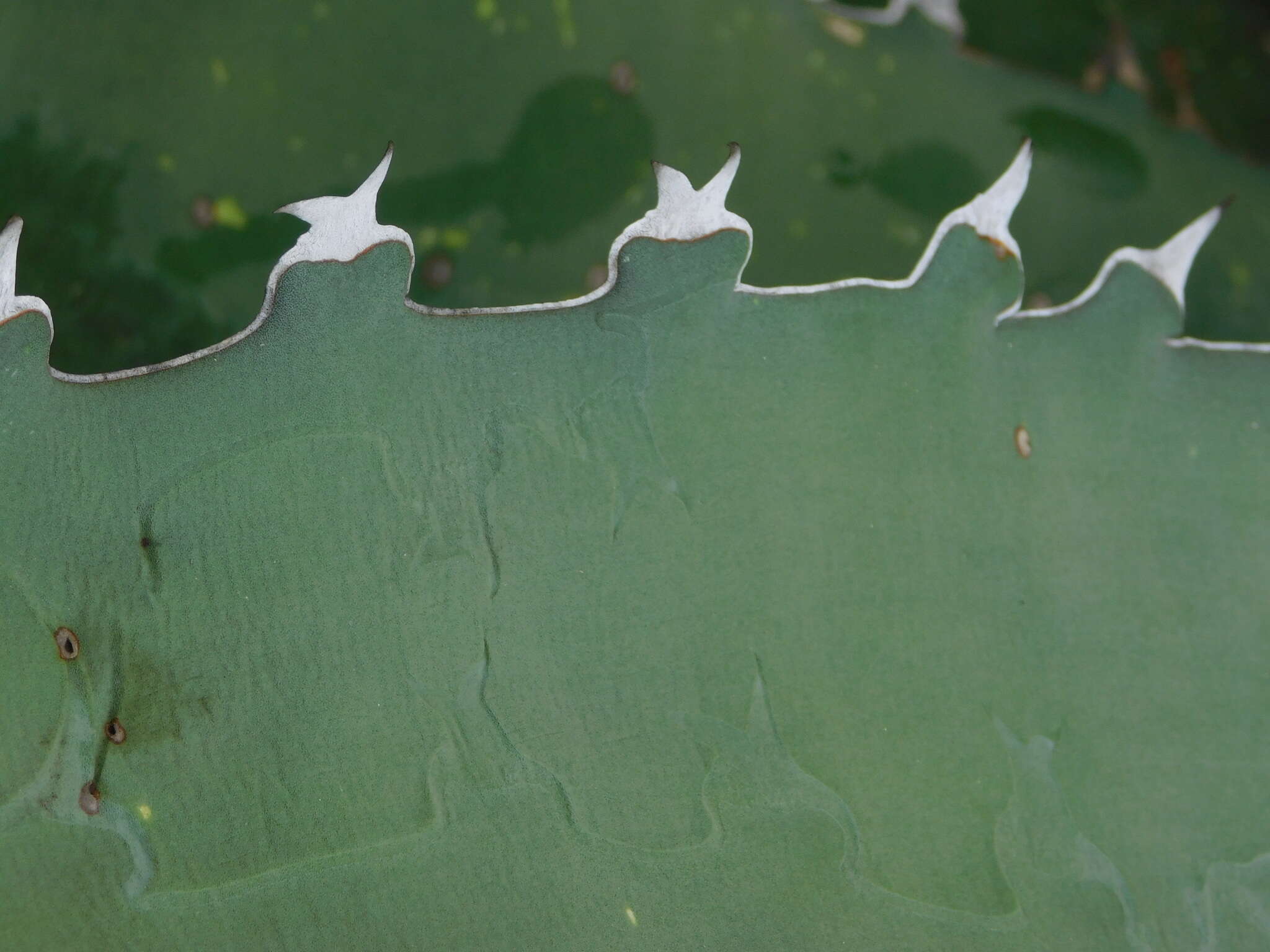 Agave xylonacantha Salm-Dyck resmi