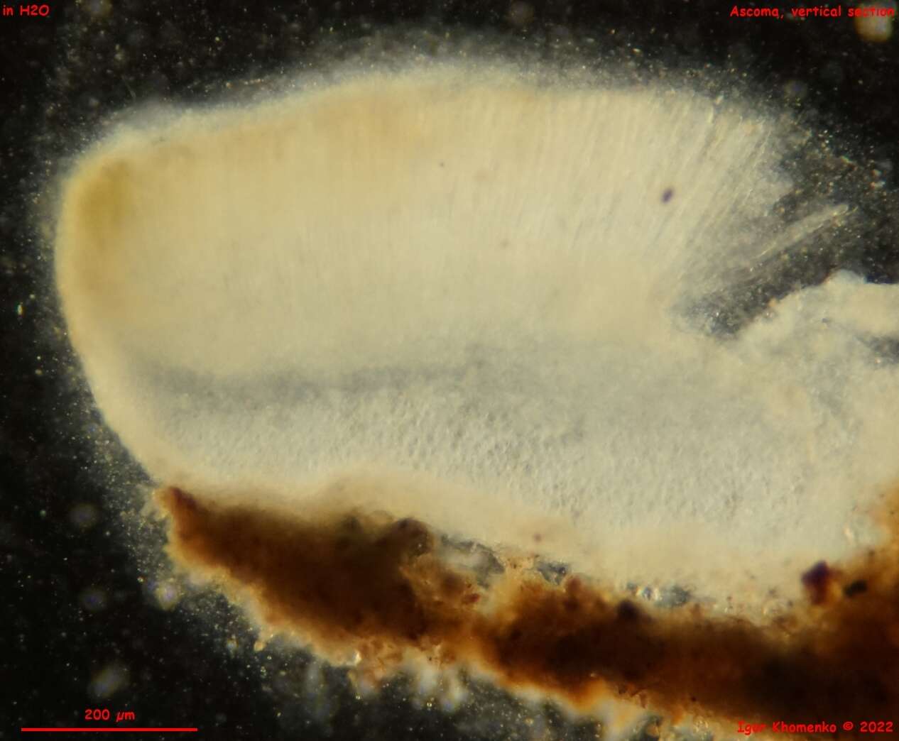 Слика од Pseudoboubovia benkertii (B. Perić) U. Lindem., M. Vega, B. Perić & Tena 2015