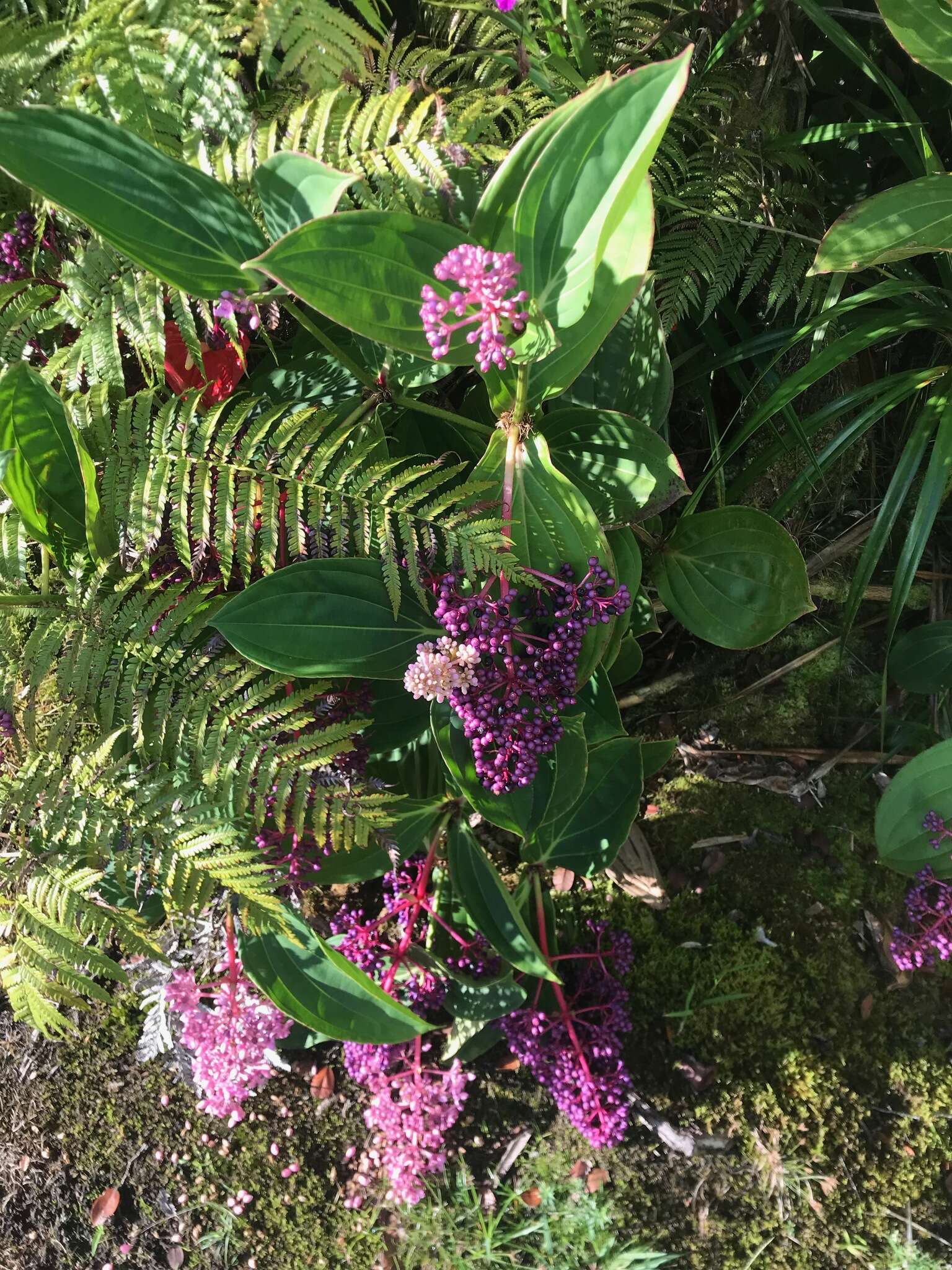 Image of Medinilla cumingii Naud.