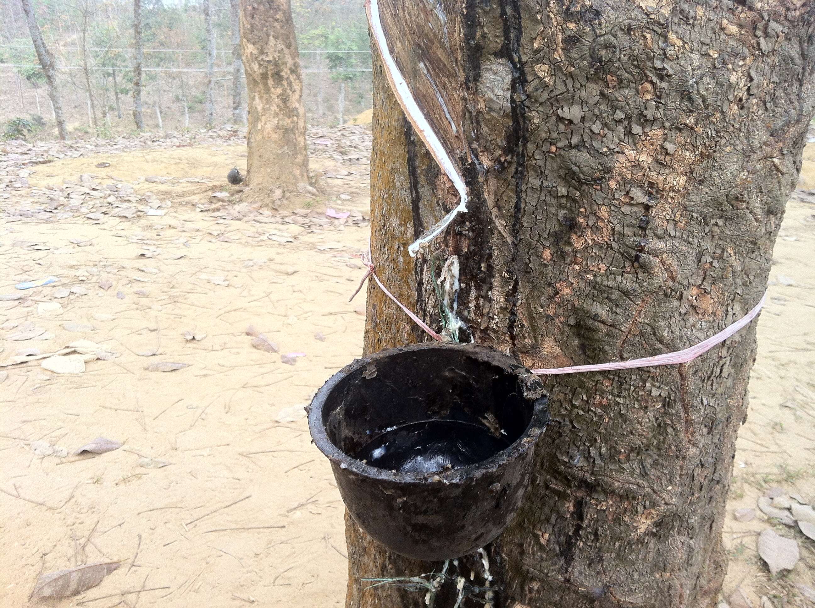 Image of Para rubber tree