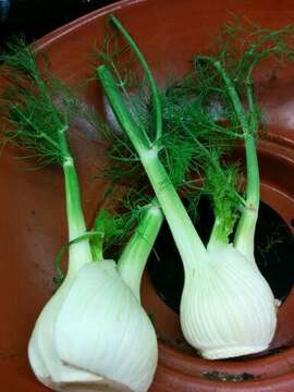 Image of fennel