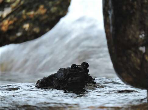 Image of Hong Kong Cascade Frog