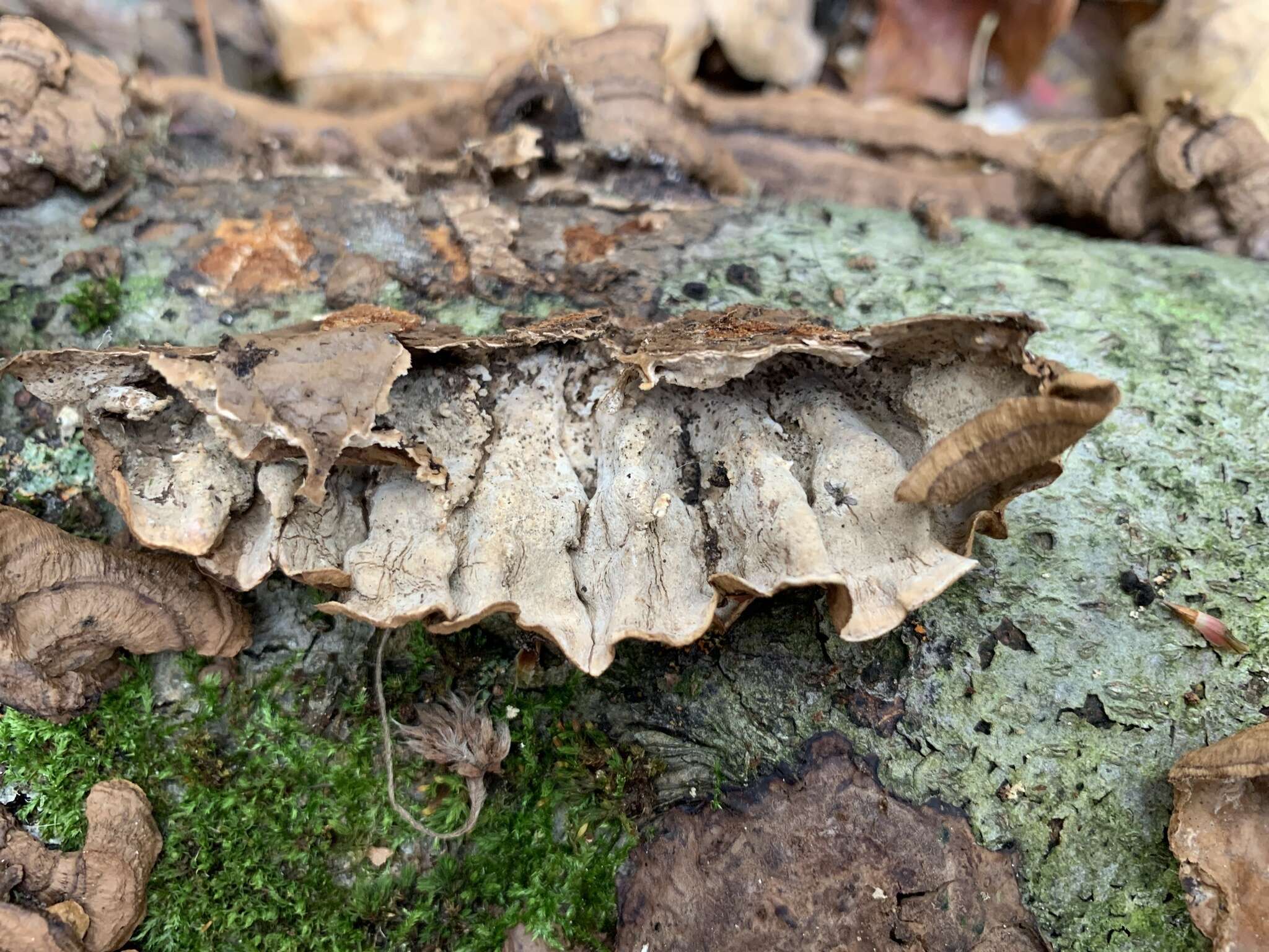 Image of Laxitextum bicolor (Pers.) Lentz 1956