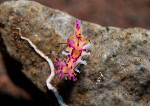 Слика од Aegires villosus Farran 1905