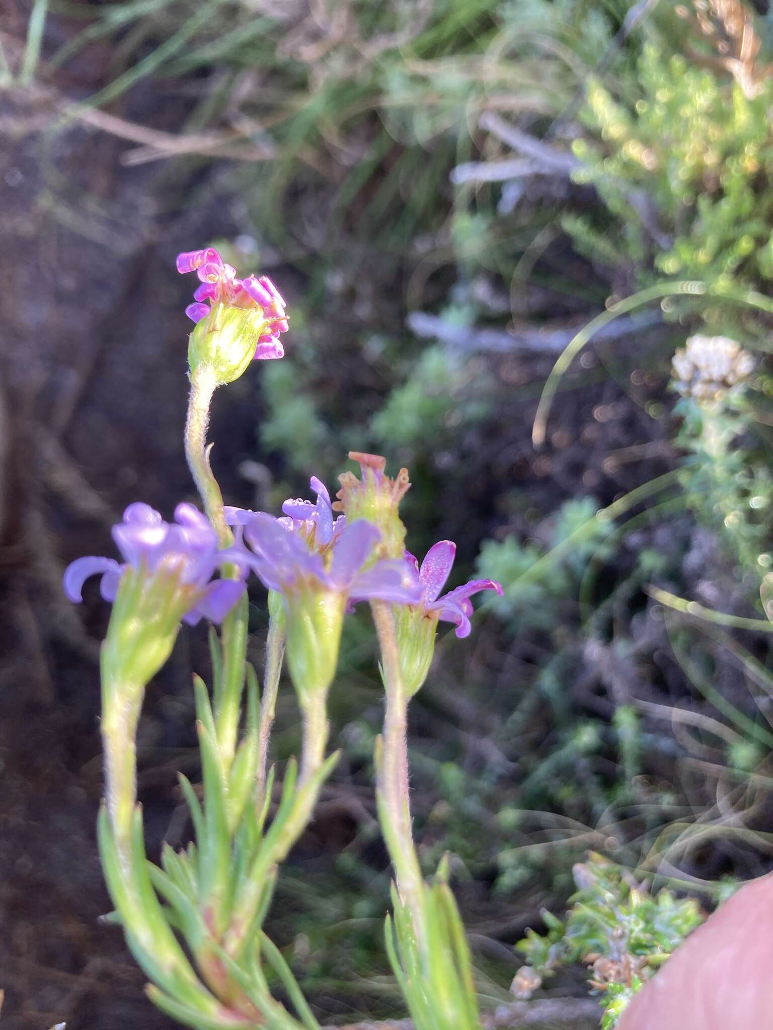 Image of Zyrphelis taxifolia Nees