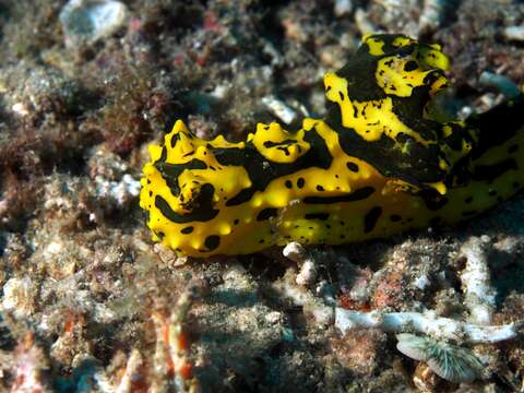 Image of Notodoris gardineri Eliot 1906