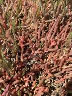 Image of Salicornia natalensis Bunge ex Ung.-Sternb.