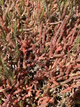 Image of Salicornia natalensis Bunge ex Ung.-Sternb.