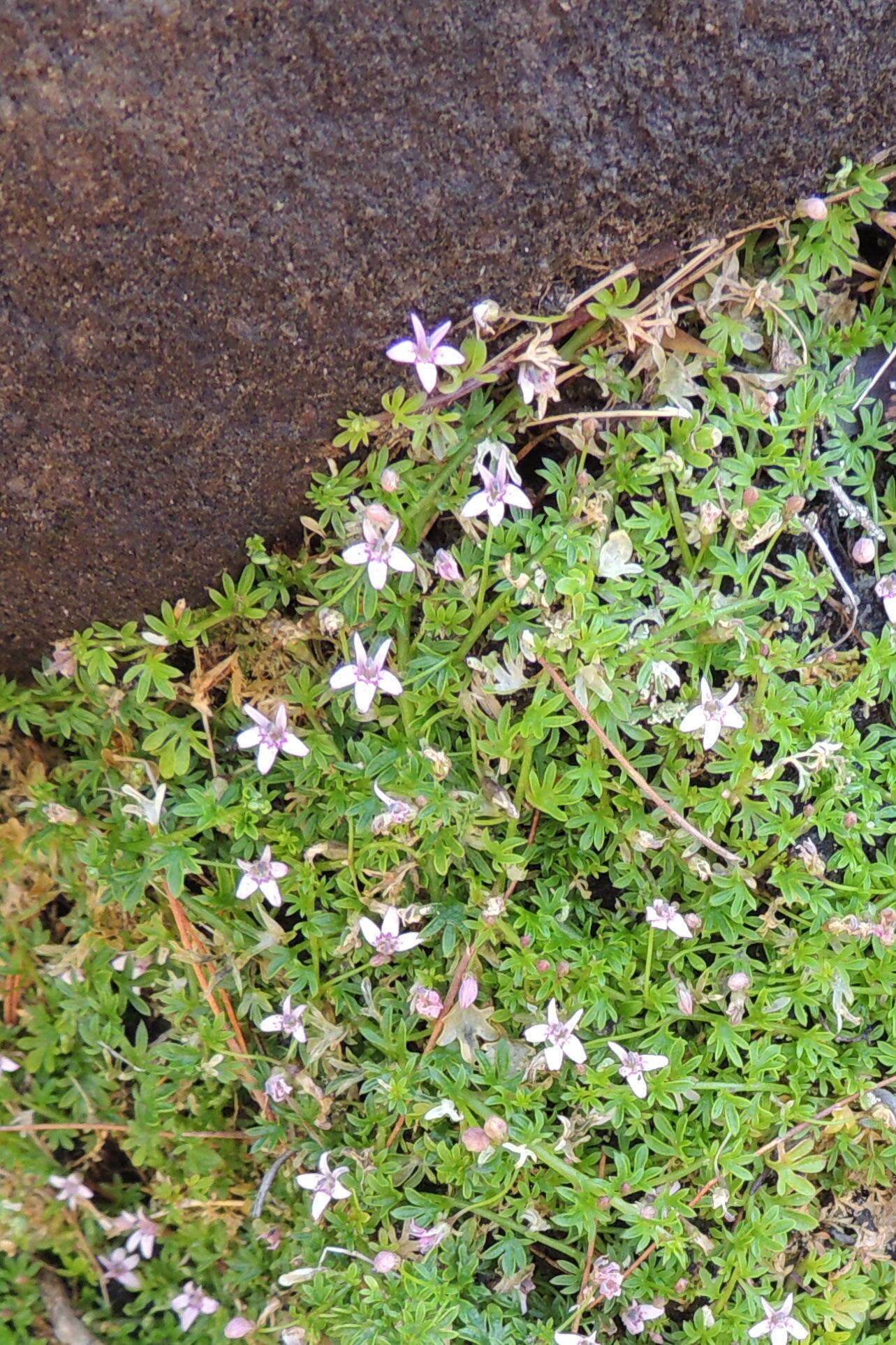 Sivun Lobelia muscoides Cham. kuva