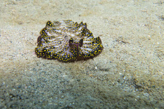 Image of Elegant flatworm