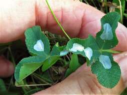 Image of Leaf miner moth