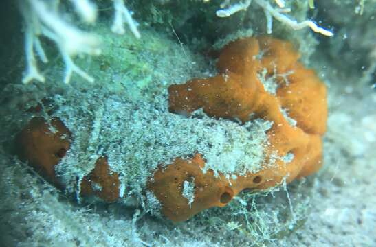 Image of bumping encrusting sponge