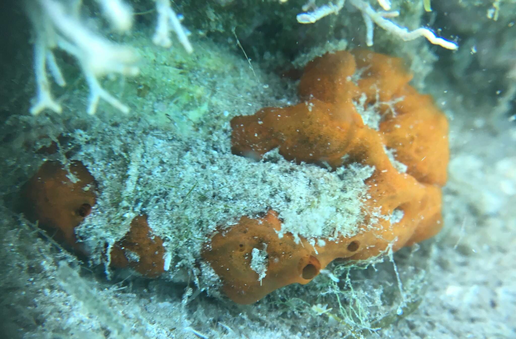 Image of bumping encrusting sponge