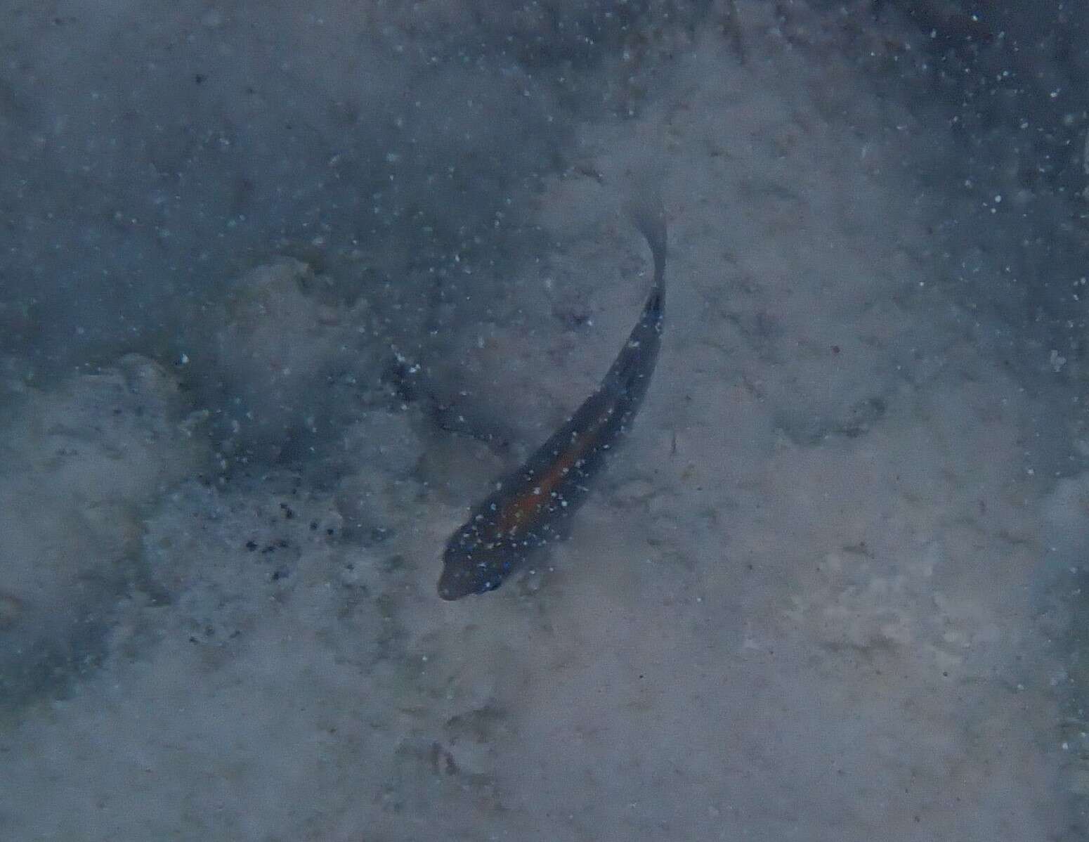 Image of Dusky Damselfish