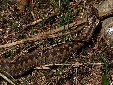 Image of Adder