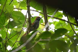 Image of Pernambuco Spinetail