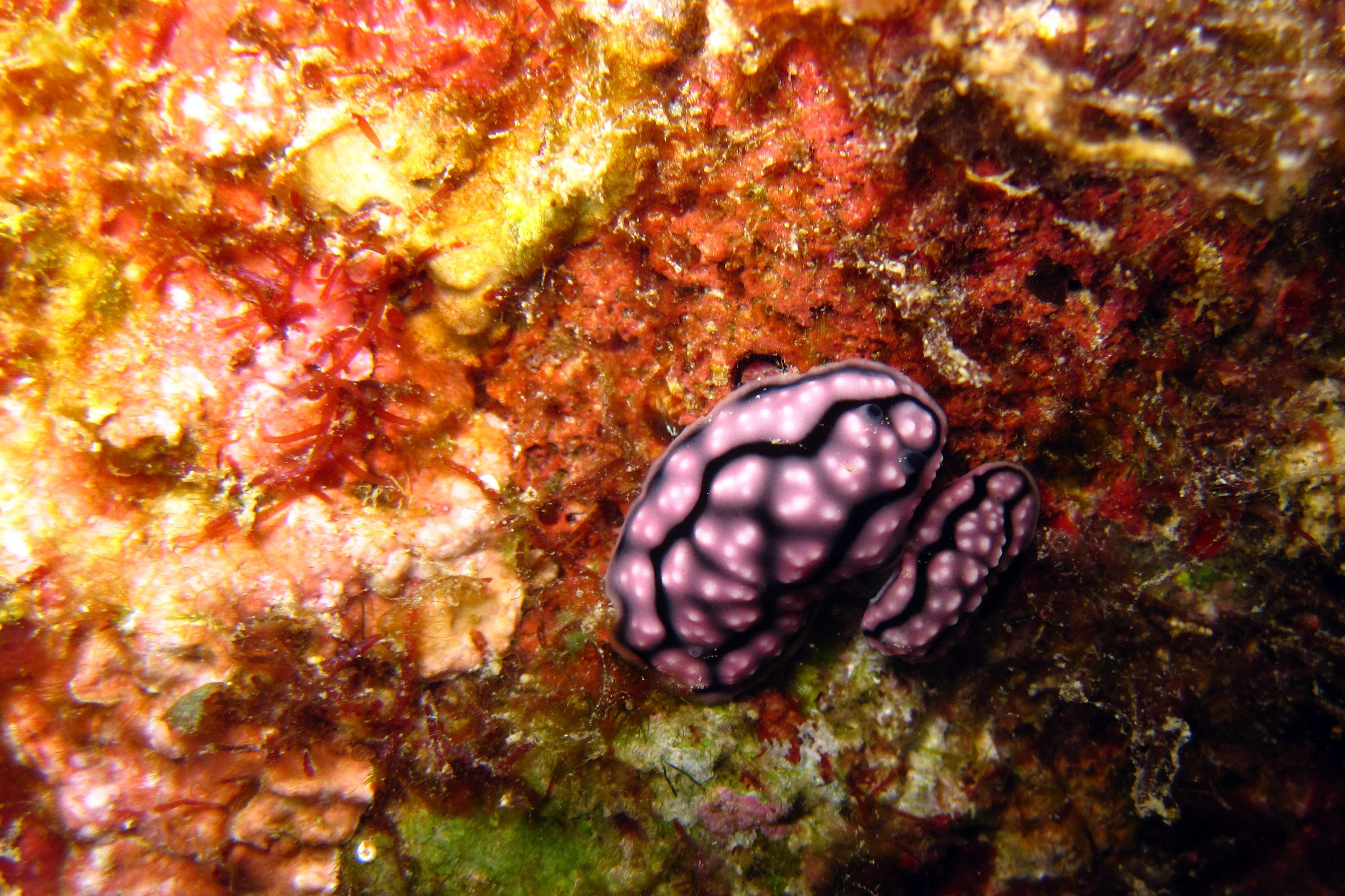 Image of Lumpy black and grey slug