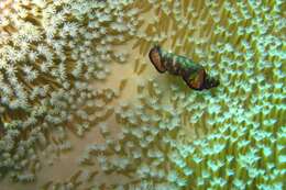 Image of Elegant flatworm