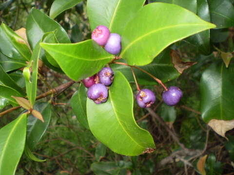 Image of Syzygium oleosum (F. Müll.) B. P. M. Hyland