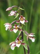 Imagem de Epipactis palustris (L.) Crantz