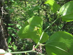 Image of Smilax excelsa L.