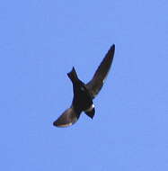 Image of White-collared Swift