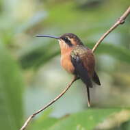 Image of Reddish Hermit