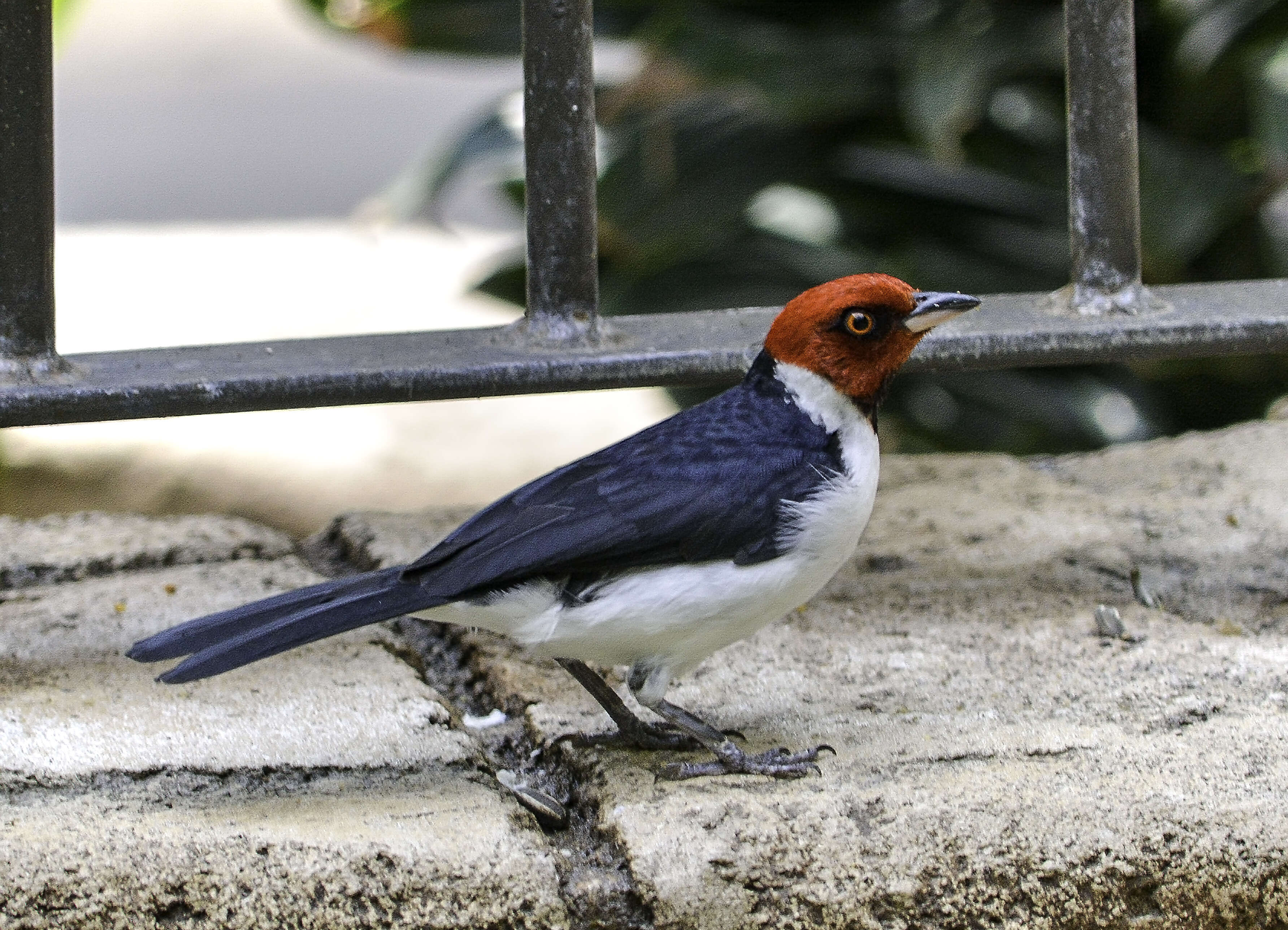 Image of Red-capped Cardinal