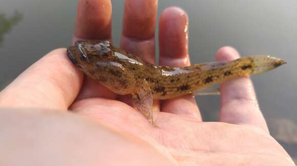 Glossogobius olivaceus (Temminck & Schlegel 1845) resmi