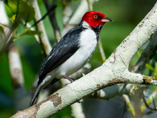 Image of Red-capped Cardinal