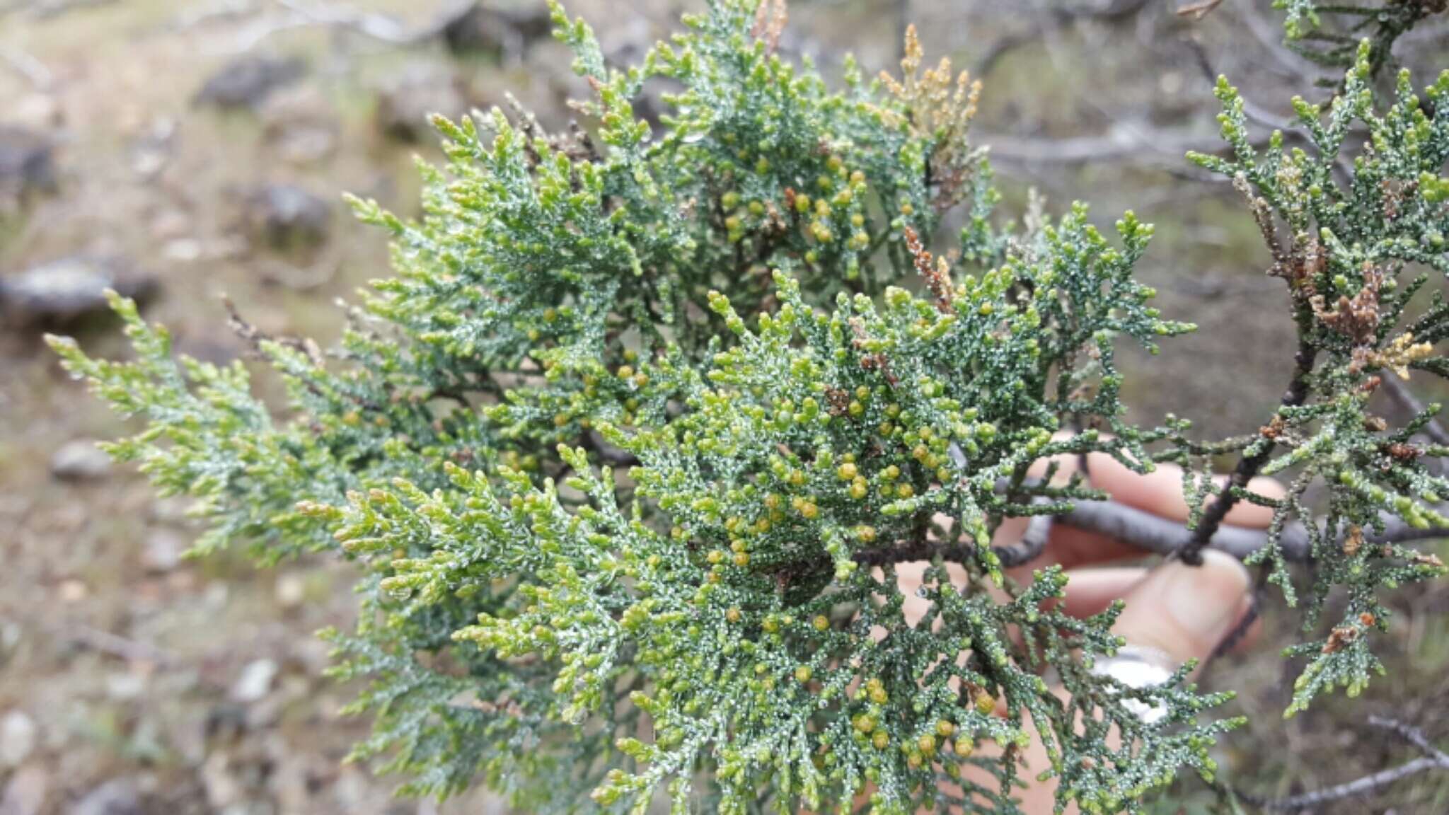 Image of macnab cypress