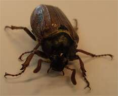 Image of Common cockchafer